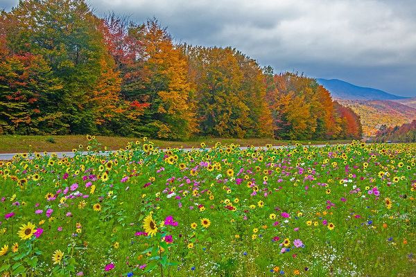 Gulin, Sylvia 아티스트의 USA-New Hampshire-White Mountains in background with meridian planted with flowers along Interstate작품입니다.